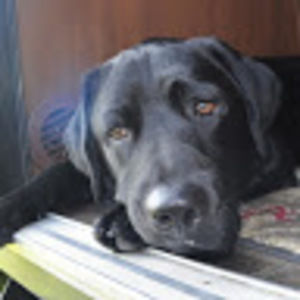 Meet your Posher, Harold